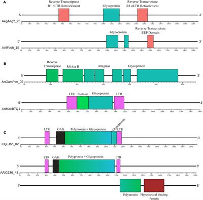 In and Outs of Chuviridae Endogenous Viral Elements: Origin of a Potentially New Retrovirus and Signature of Ancient and Ongoing Arms Race in Mosquito Genomes